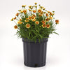 Sunfetti Yellow Bicolor Coreopsis Plant