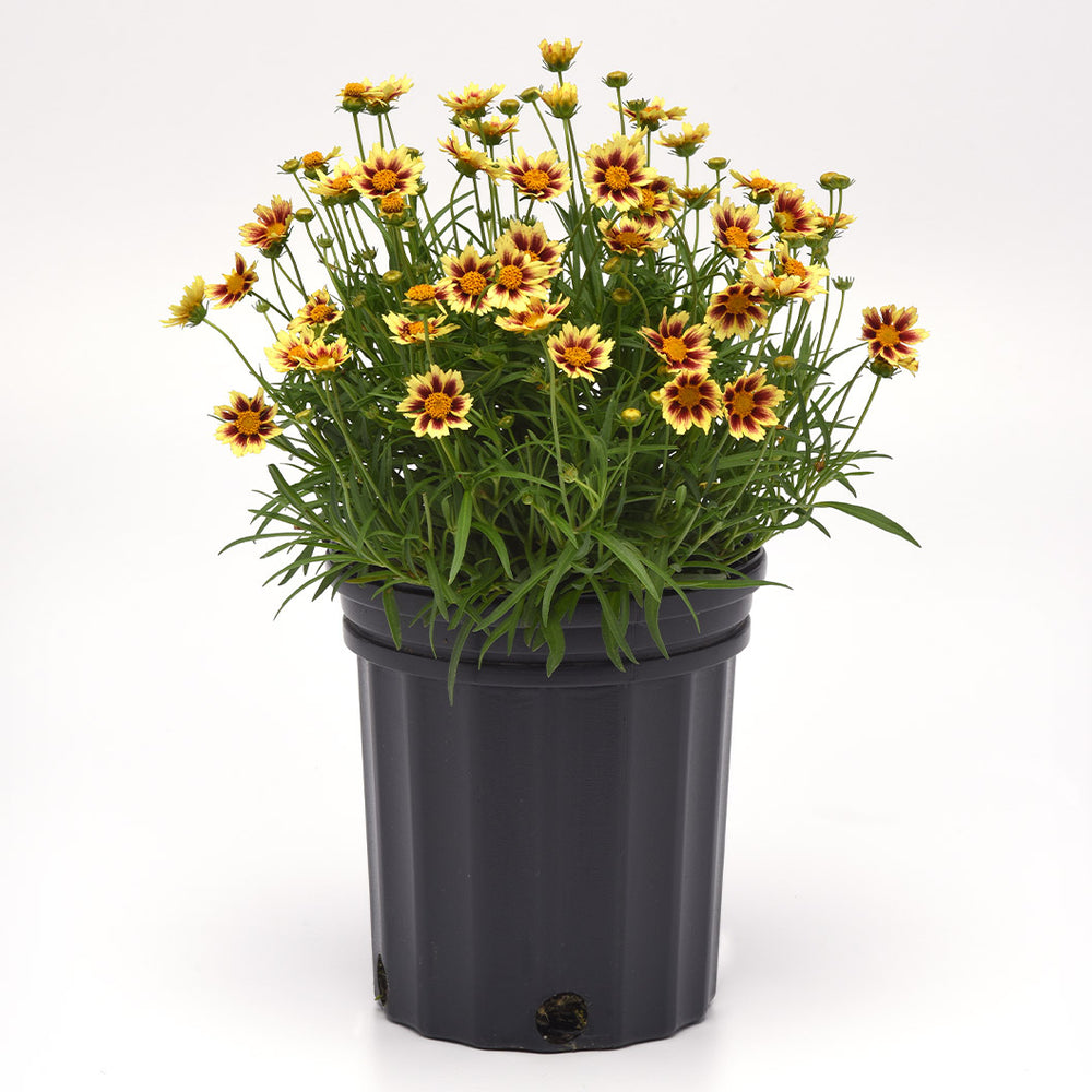 Sunfetti Yellow Bicolor Coreopsis Plant