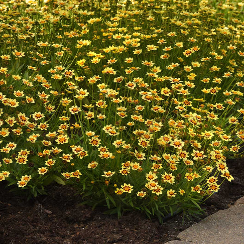 Sunfetti Yellow Bicolor Coreopsis Plant