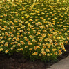 Sunfetti Yellow Bicolor Coreopsis Plant