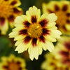Sunfetti Yellow Bicolor Coreopsis Plant