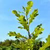 Swamp White Oak Tree