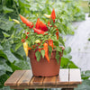 Proven Winners® Harvest Sweet Escape™ Summer Sorbet Dwarf Sweet Pepper Bush