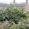 Proven Winners® Sweet & Lo™ Sweet Box Shrub