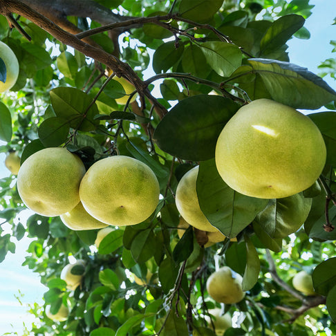 Tahitian Pummelo Tree