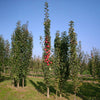 Fruit Snacks® Tasty Red™ Columnar Apple Tree