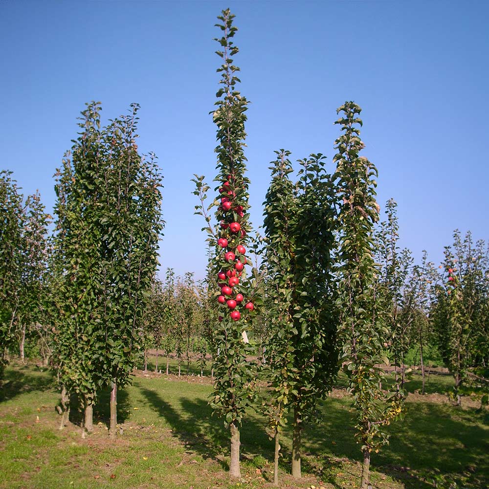 Fruit Snacks® Tasty Red™ Columnar Apple Tree