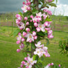 Fruit Snacks® Tasty Red™ Columnar Apple Tree