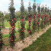 Fruit Snacks® Tasty Red™ Columnar Apple Tree