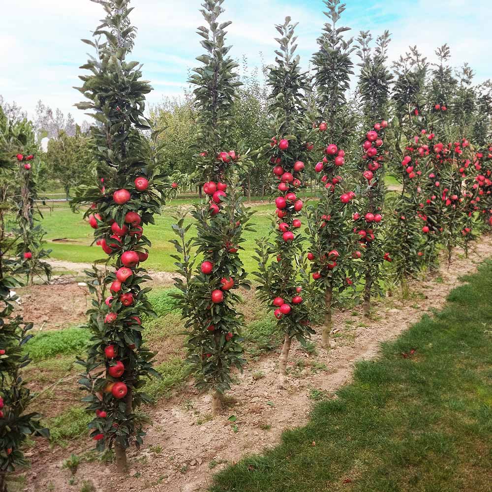Fruit Snacks® Tasty Red™ Columnar Apple Tree