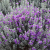 Microburst™ Texas Sage Shrub