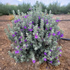 Microburst™ Texas Sage Shrub