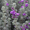 Microburst™ Texas Sage Shrub