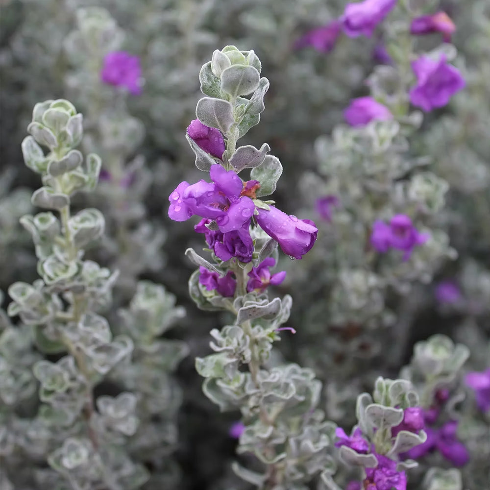 Microburst™ Texas Sage Shrub