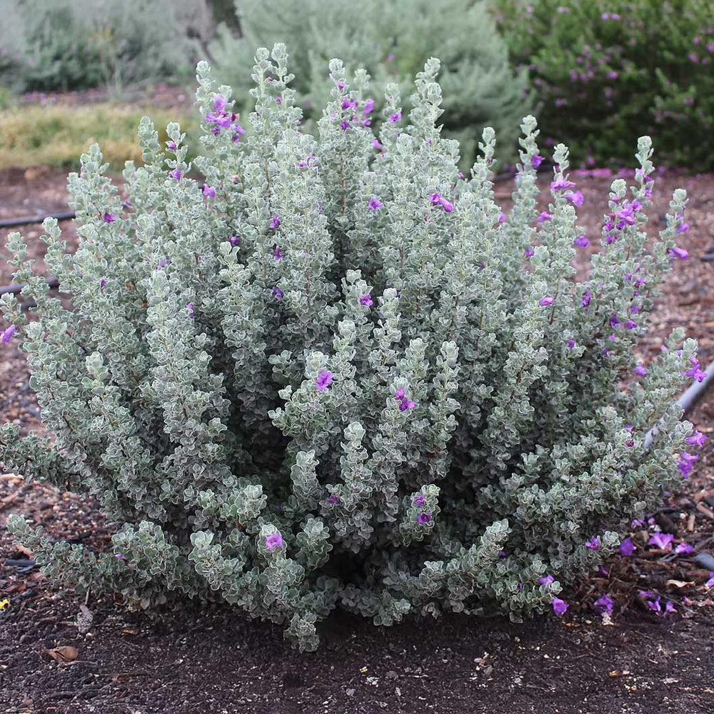 Microburst™ Texas Sage Shrub