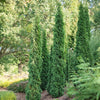 Full Speed A Hedge Thin Man Arborvitae Tree