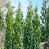 Full Speed A Hedge Thin Man Arborvitae Tree