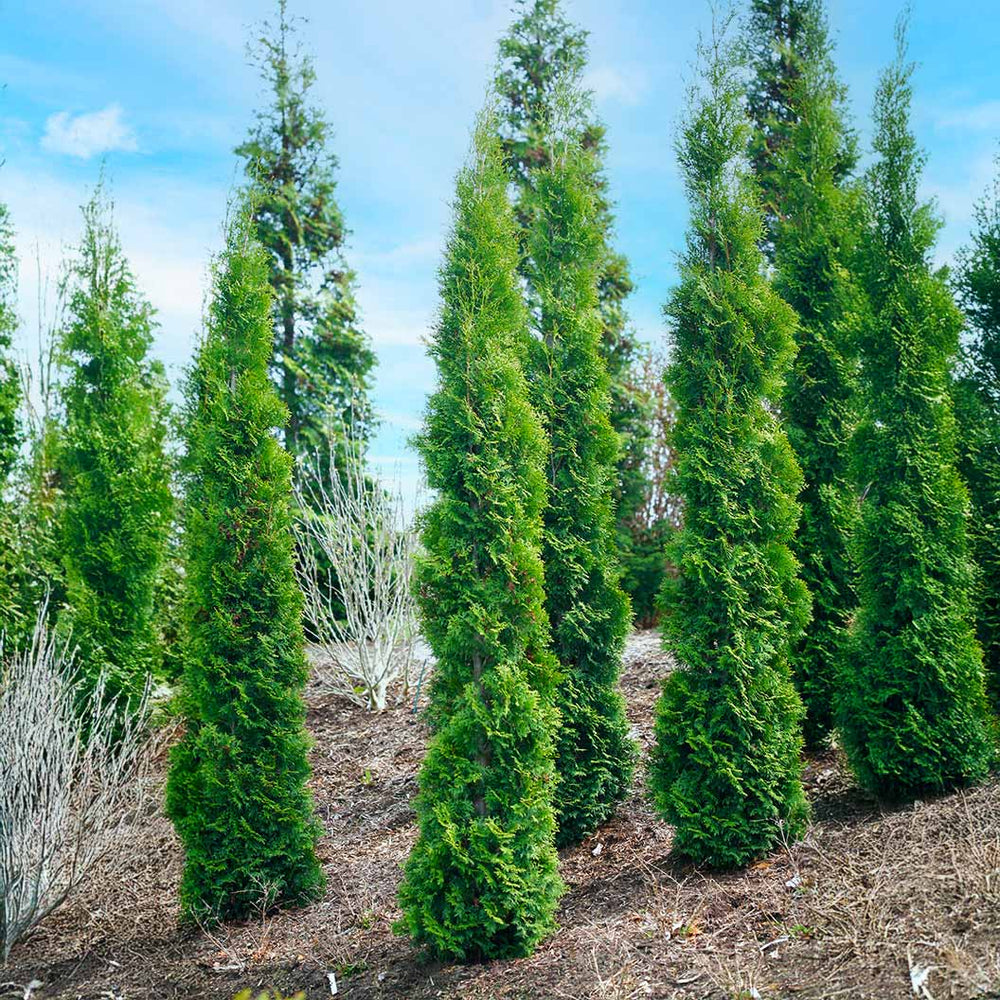 Full Speed A Hedge Thin Man Arborvitae Tree