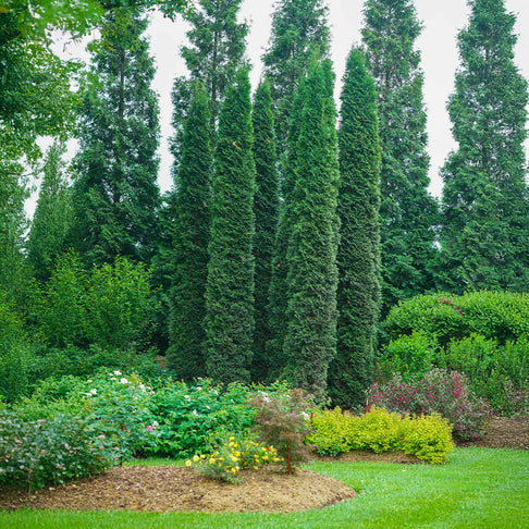 Full Speed A Hedge Thin Man Arborvitae Tree