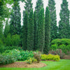 Full Speed A Hedge Thin Man Arborvitae Tree