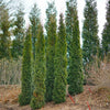 Full Speed A Hedge Thin Man Arborvitae Tree