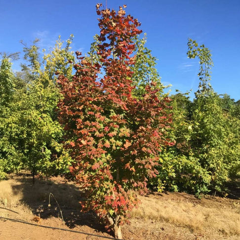 Three Cheers™ Upright Vine Maple Tree