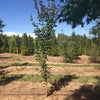 Three Cheers™ Upright Vine Maple Tree