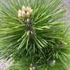 Thunderhead Pine Tree