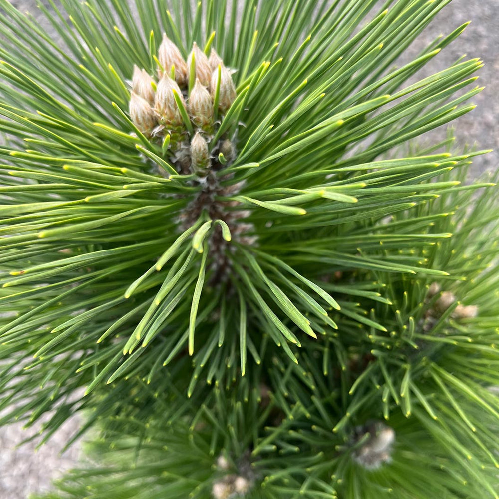 Thunderhead Pine Tree
