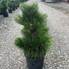 Thunderhead Pine Tree