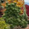 Thunderhead Pine Tree
