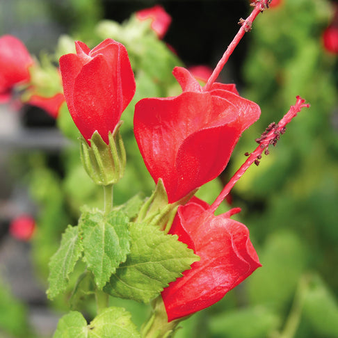 Turk's Cap Shrub