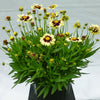 UpTick™ Cream & Red Coreopsis  Plant