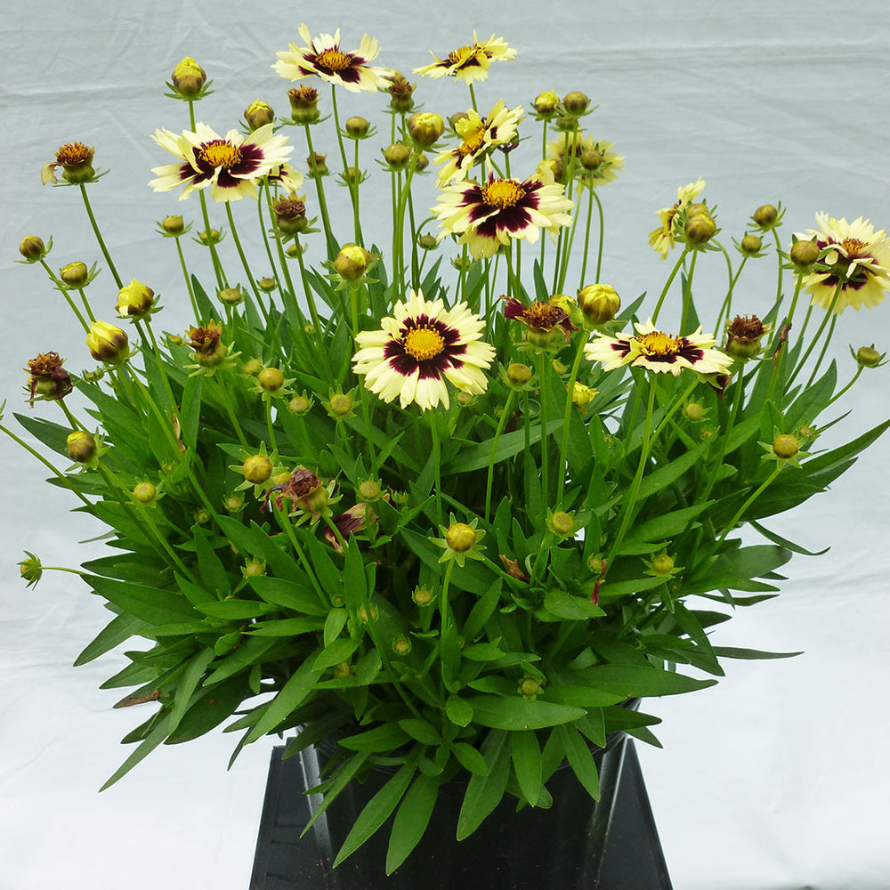 UpTick™ Cream & Red Coreopsis  Plant