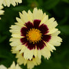 UpTick™ Cream & Red Coreopsis  Plant