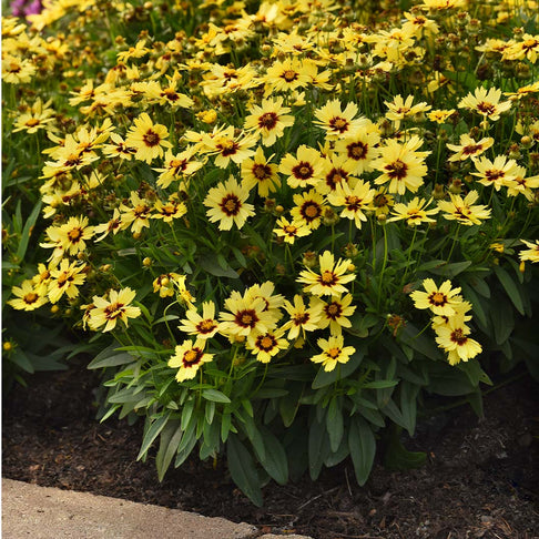UpTick™ Yellow & Red Coreopsis Plant