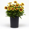 UpTick™ Yellow & Red Coreopsis Plant