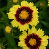 UpTick™ Yellow & Red Coreopsis Plant