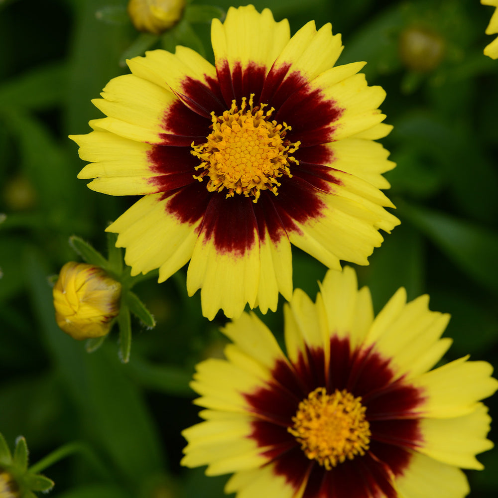 UpTick™ Yellow & Red Coreopsis Plant