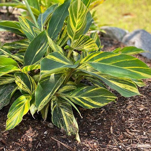 Variegated Shell Ginger Plant