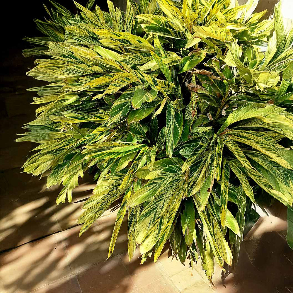 Variegated Shell Ginger Plant