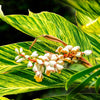 Variegated Shell Ginger Plant