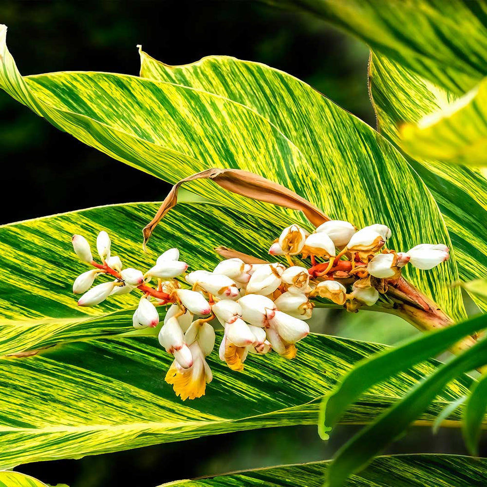Variegated Shell Ginger Plant