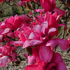 Vulcan Magnolia Tree