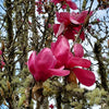 Vulcan Magnolia Tree