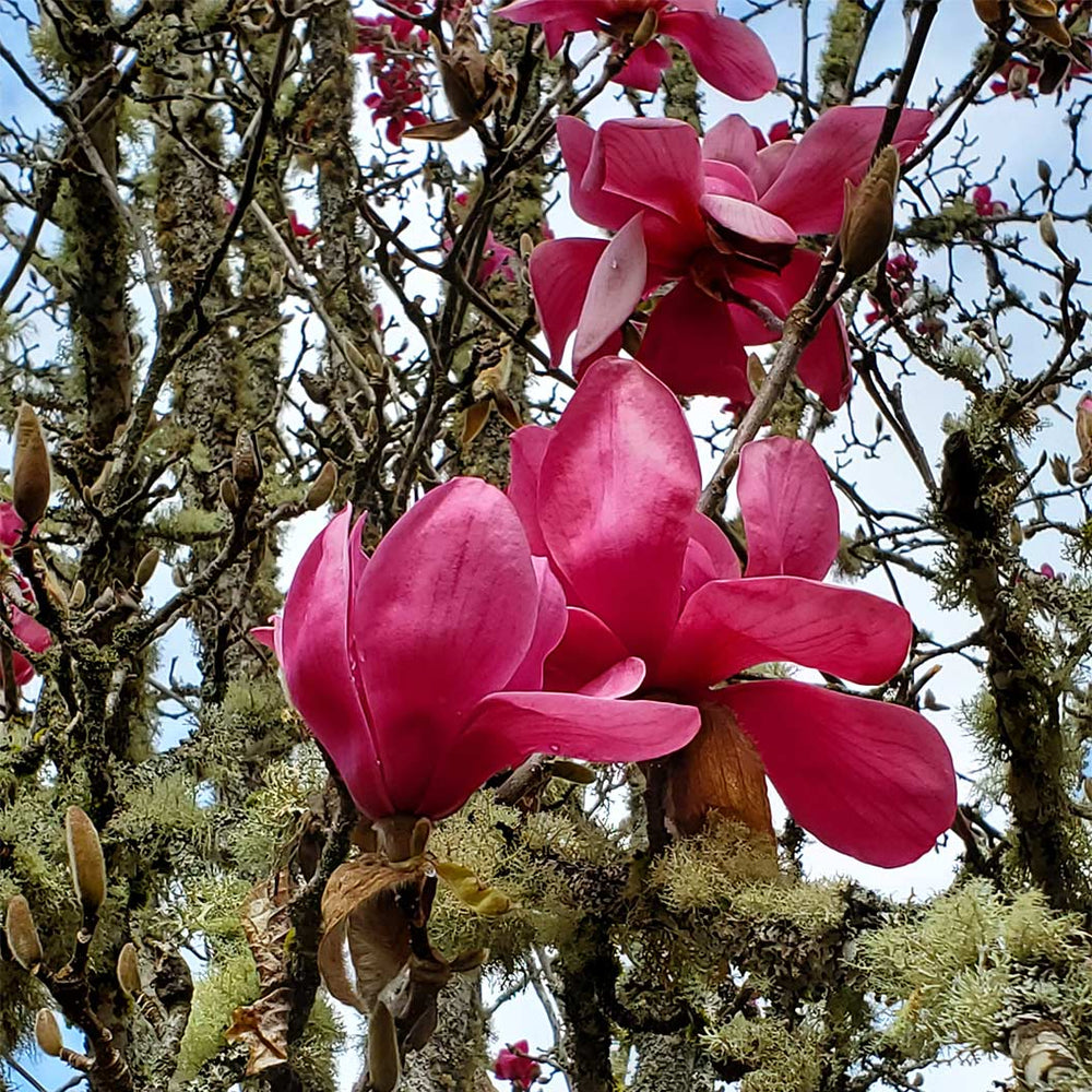 Vulcan Magnolia Tree