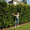 Wax Myrtle Tree