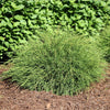 Proven Winners® Whip It Good® Arborvitae Shrub