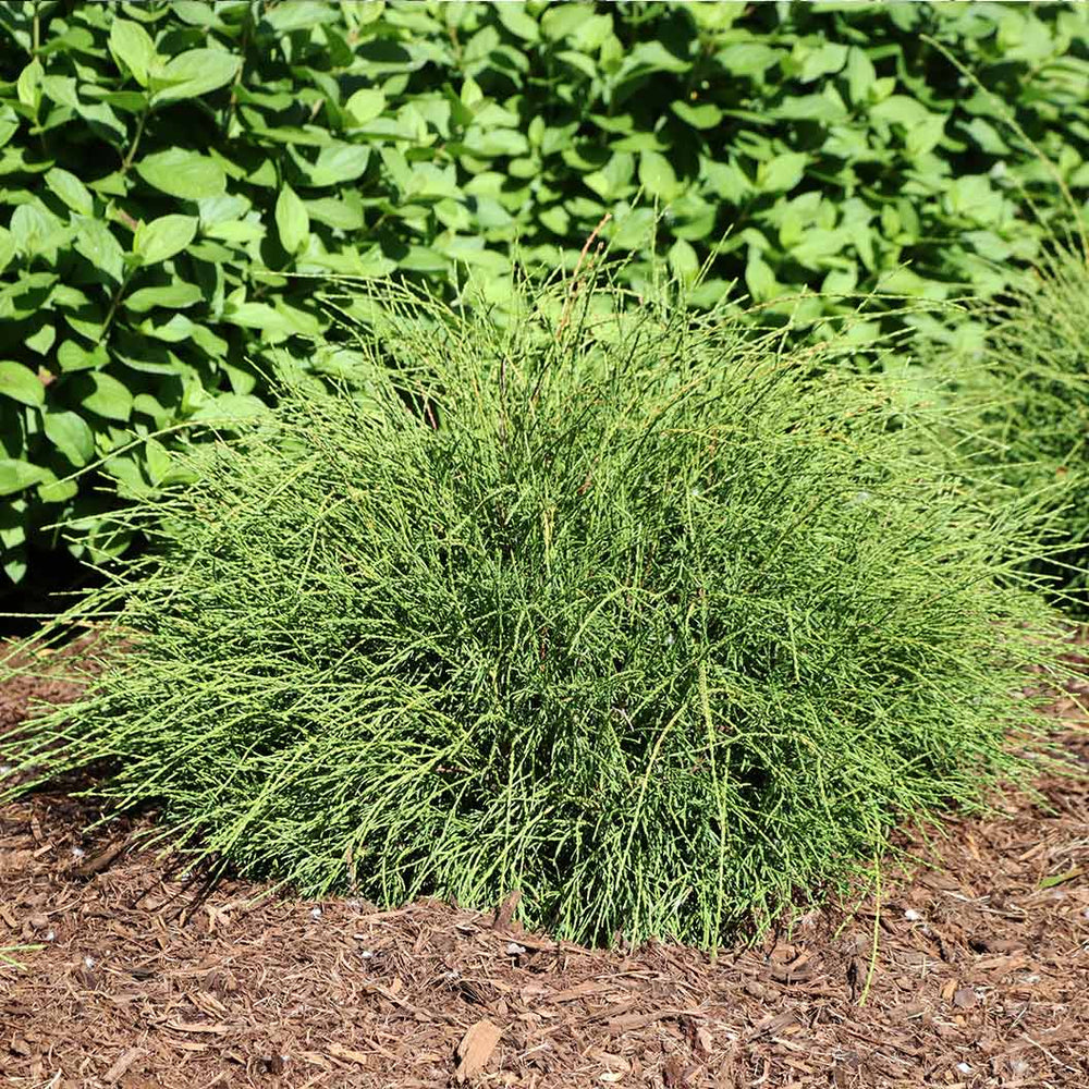 Proven Winners® Whip It Good® Arborvitae Shrub