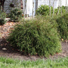Proven Winners® Whip It Good® Arborvitae Shrub
